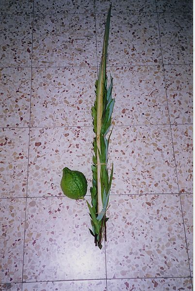 lulav-palm frond