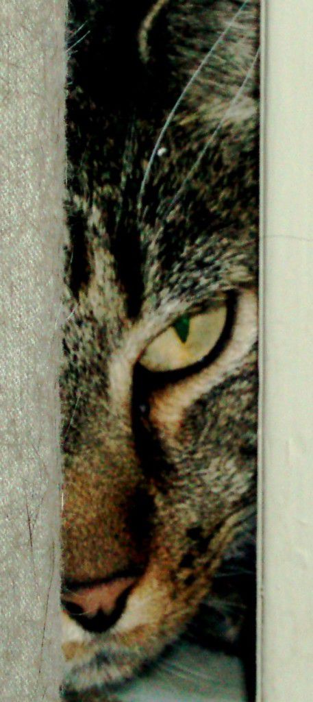 michaels logo