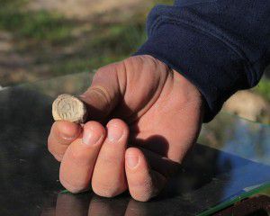 seal