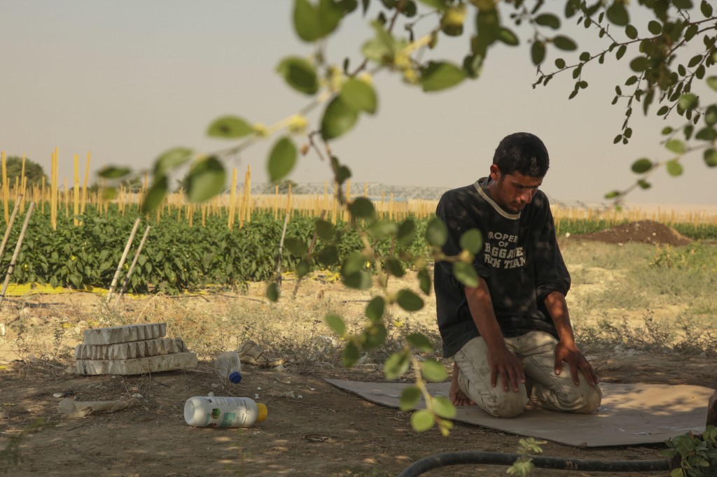 A Palestinian farmer prays in a vegetable field in the West Bank village of Ouja. Photo: Meital Cohen / Flash90