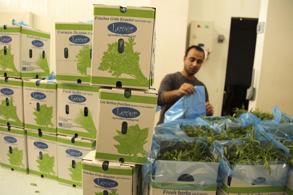 A Palestinian farmer cuts newly harvested herbs in the West Bank village of Ouja. The herbs will be exported to Europe. Photo: Meital Cohen / Flash90