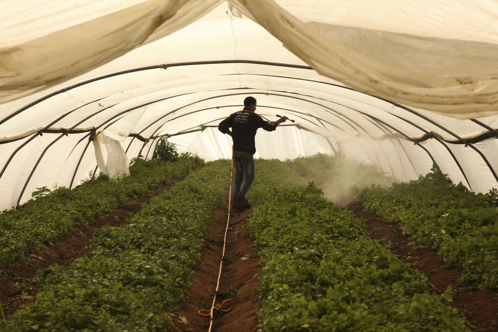 A Palestinian farmer in a mentha field in the West Bank village of Ouja. The vegetables will be exported to Europe. Photo: Meital Cohen / Flash90