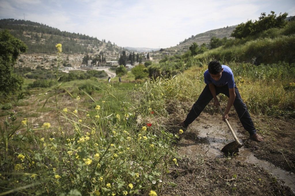 A young Palestinian boy directs a water stream to his family crops in the Palestinian village of Battir. Battir's farmers use an ancient irrigation system that uses man-made terraces dating back to the Roman era in the region. Photo: Hadas Parush / Flash90